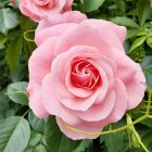 Pink Rose in Full Bloom Surrounded by Green Leaves