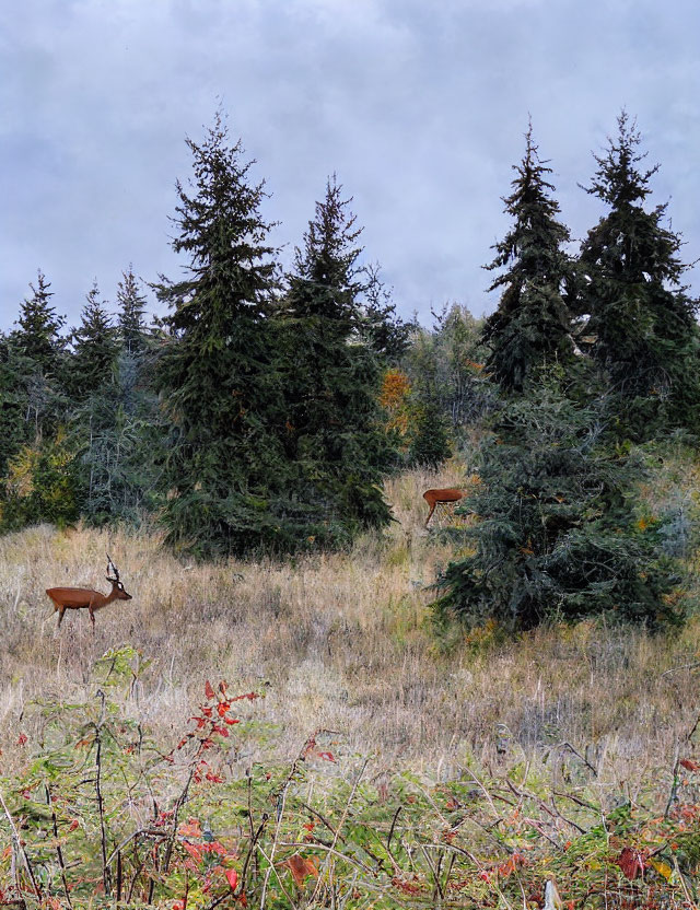 Tranquil landscape with deer in grassy meadow and fir trees