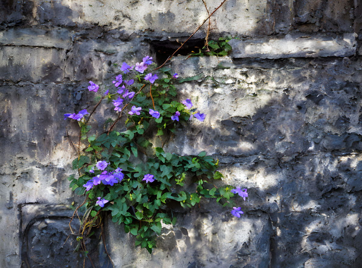 Purple flowers and green leaves on textured gray stone wall in natural light