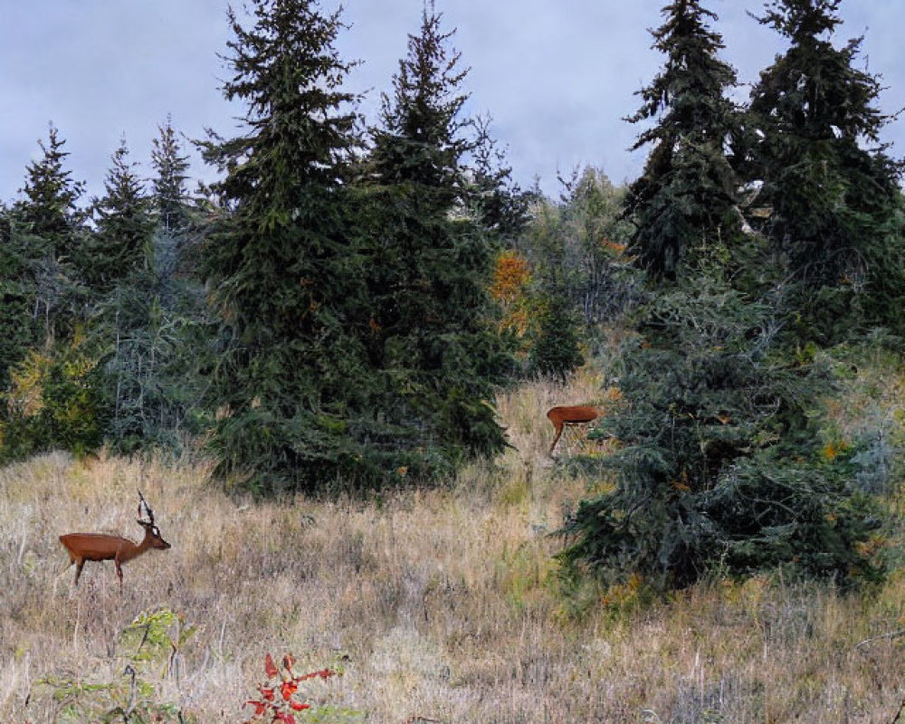 Tranquil landscape with deer in grassy meadow and fir trees