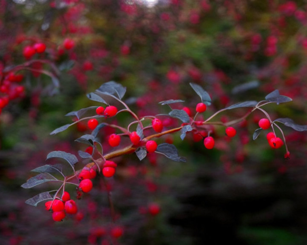 Clustered vibrant red berries on branches with dark green leaves against a softly blurred foliage background