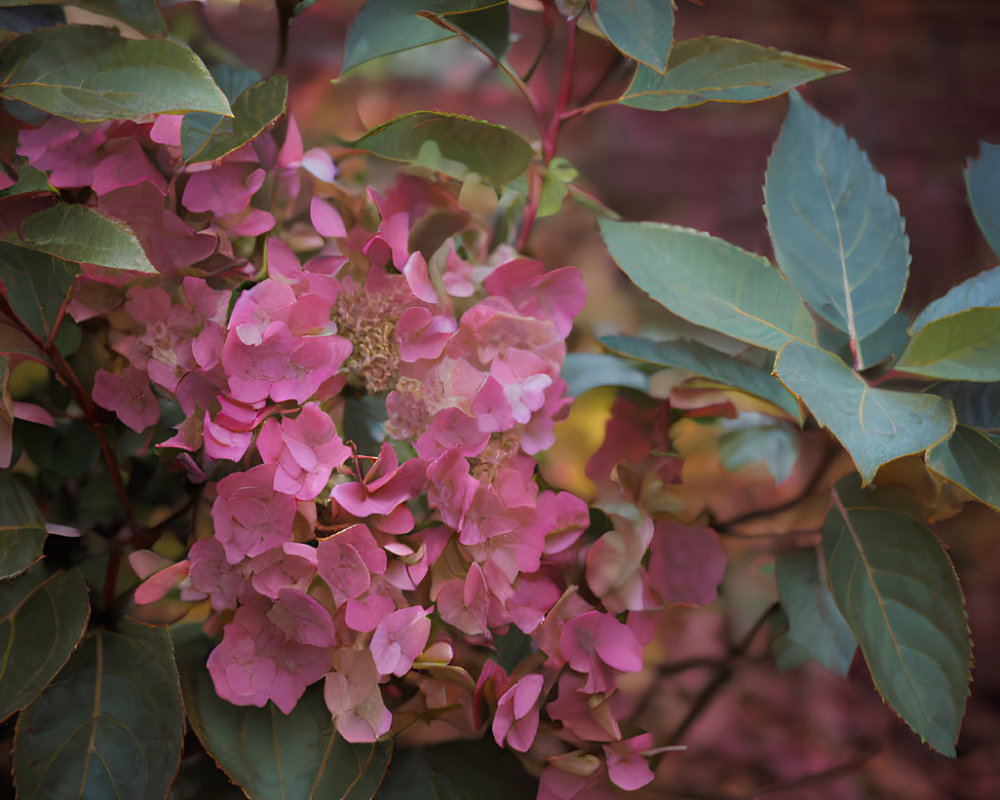 Pink hydrangea blooms with green leaves on blurred brick wall background