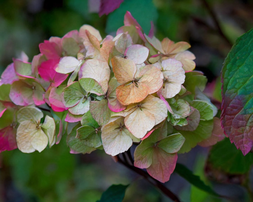 Fading pink hydrangea flowers with earthy tones and green leaves