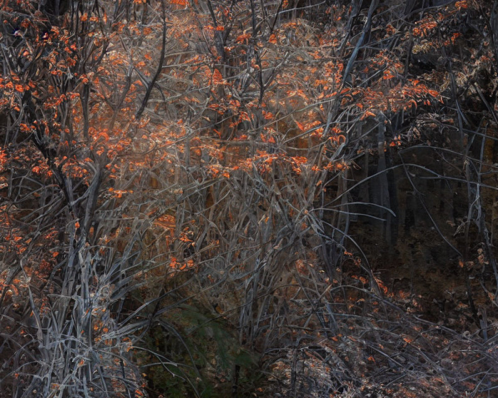 Twisting leafless branches with orange berries in dense thicket