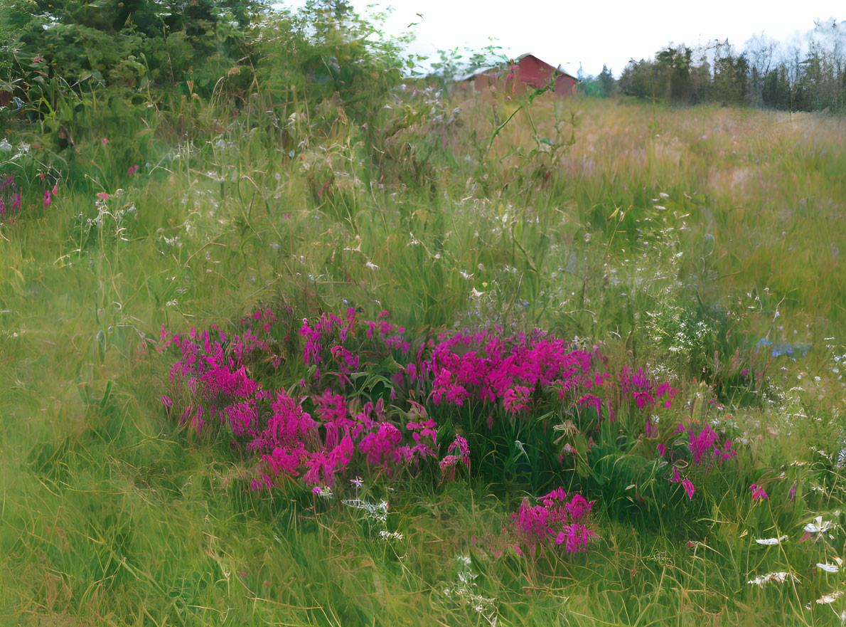 Wildflowers and red house in tall grass under overcast sky