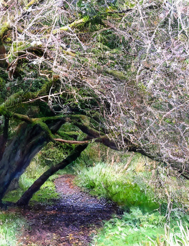 Tranquil forest scene with moss-covered trees and leaf-strewn path