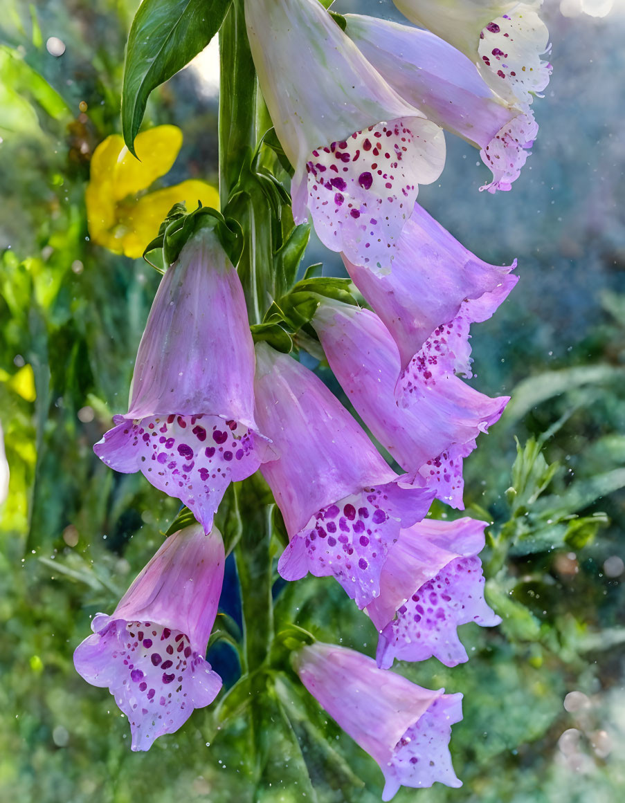 Purple Foxglove Flowers with White Speckles on Blurred Green Background