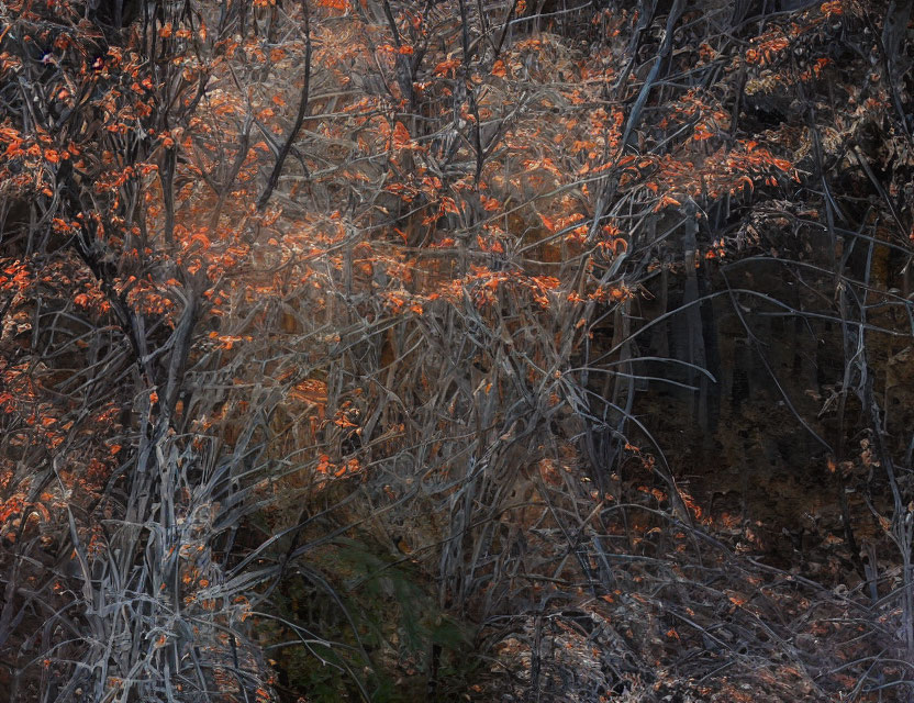 Twisting leafless branches with orange berries in dense thicket