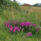 Wildflowers and red house in tall grass under overcast sky