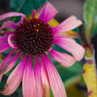 Pink flower with brown center and water droplets on petals against green and yellow foliage