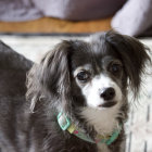 Black and white fluffy dog with bandana on plush surface