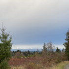 Tranquil landscape with evergreen and autumnal forest under cloudy sky