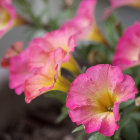 Detailed Pink Hollyhock Flowers Bloom on Blue Background