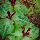 Lush Green Foliage with White and Red Flowers in Tropical Artwork