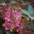 Pink hydrangea blooms with green leaves on blurred brick wall background