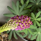 Vibrant watercolor painting of purple and yellow lupine flowers in green foliage.