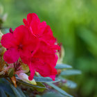 Bright red flowers with water droplets, green leaves, and moisture dots.