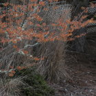 Twisting leafless branches with orange berries in dense thicket