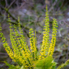 Vibrant yellow flowering plant with tall spiky blooms in focus