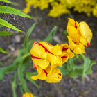 Colorful Yellow Tulips Painting with Watercolor Background