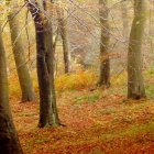 Vibrant autumn forest scene with narrow path and colorful leaves