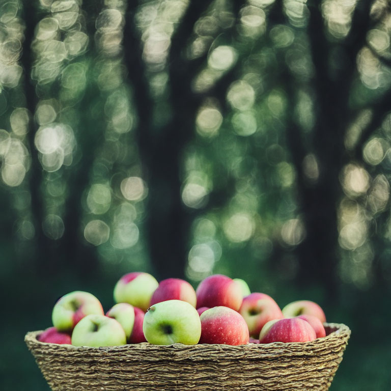 Fresh Multicolored Apples in Basket in Forest Setting