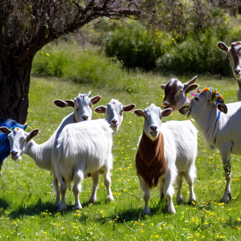 Herd of goats with varied markings in sunny field