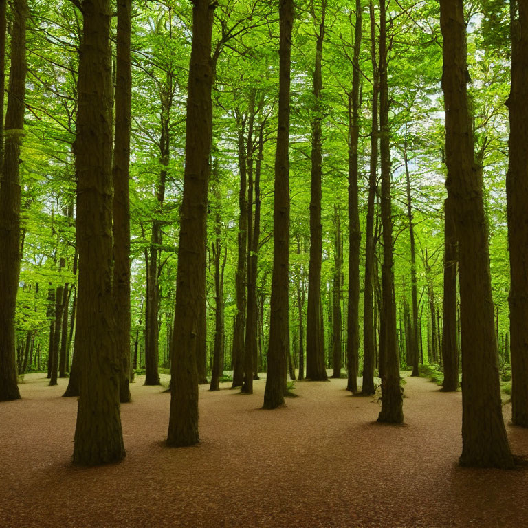 Tranquil forest scene with tall trees and green leafy canopy