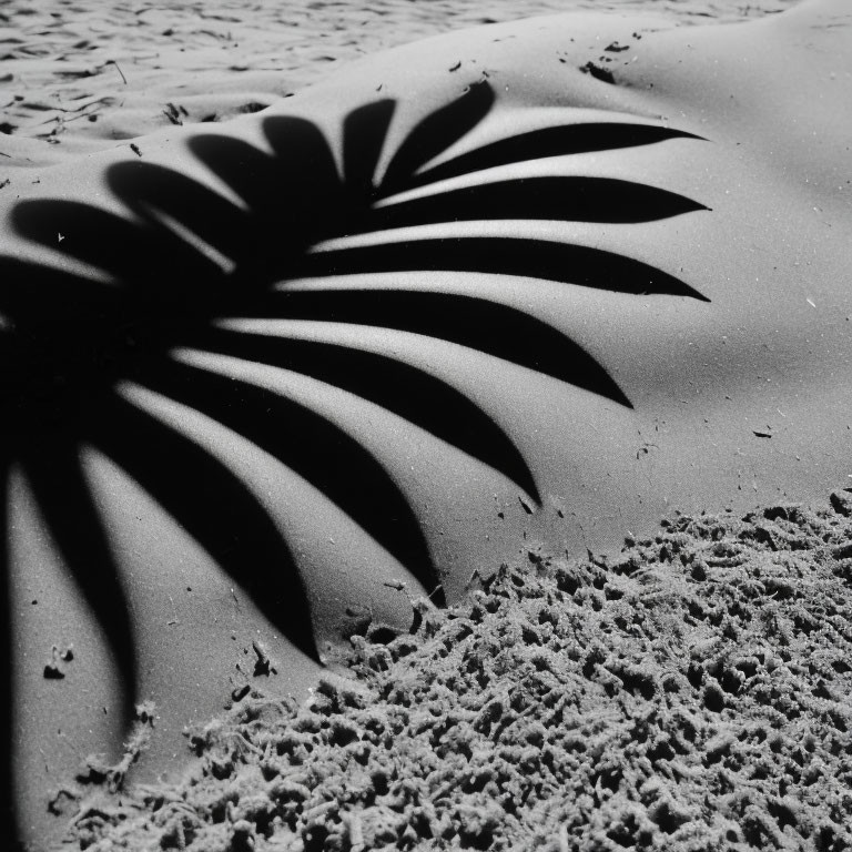 Monochrome palm leaf shadow on textured sandy beach