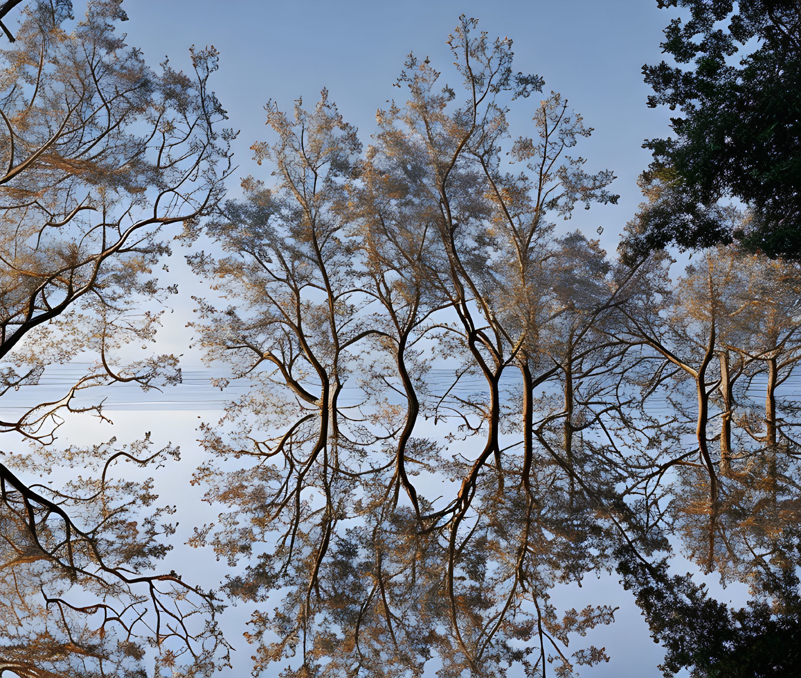 Tranquil lakeside scene with mirrored trees under clear sky