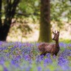 Majestic deer in forest with purple flowers and sunlight