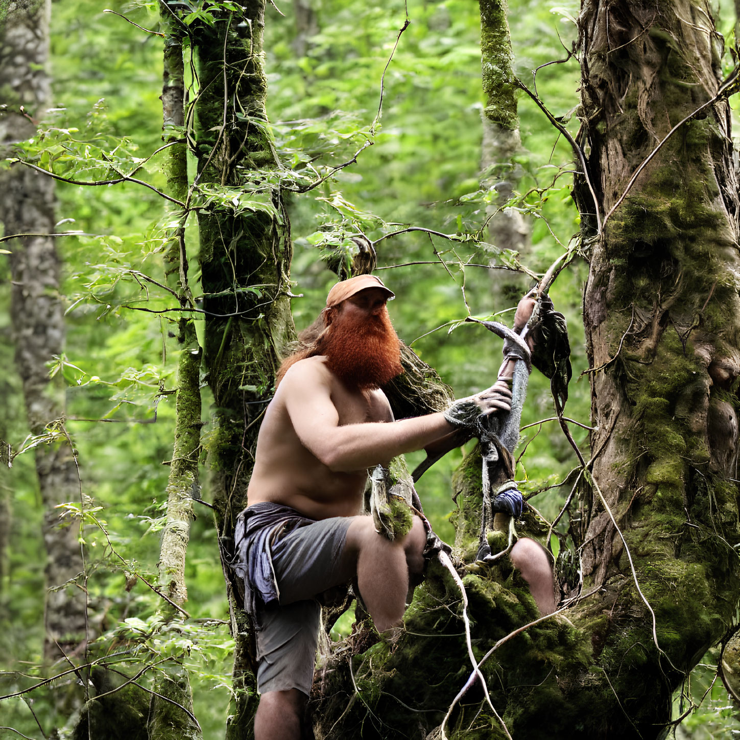 Bearded man in red Viking helmet climbing tree in green forest