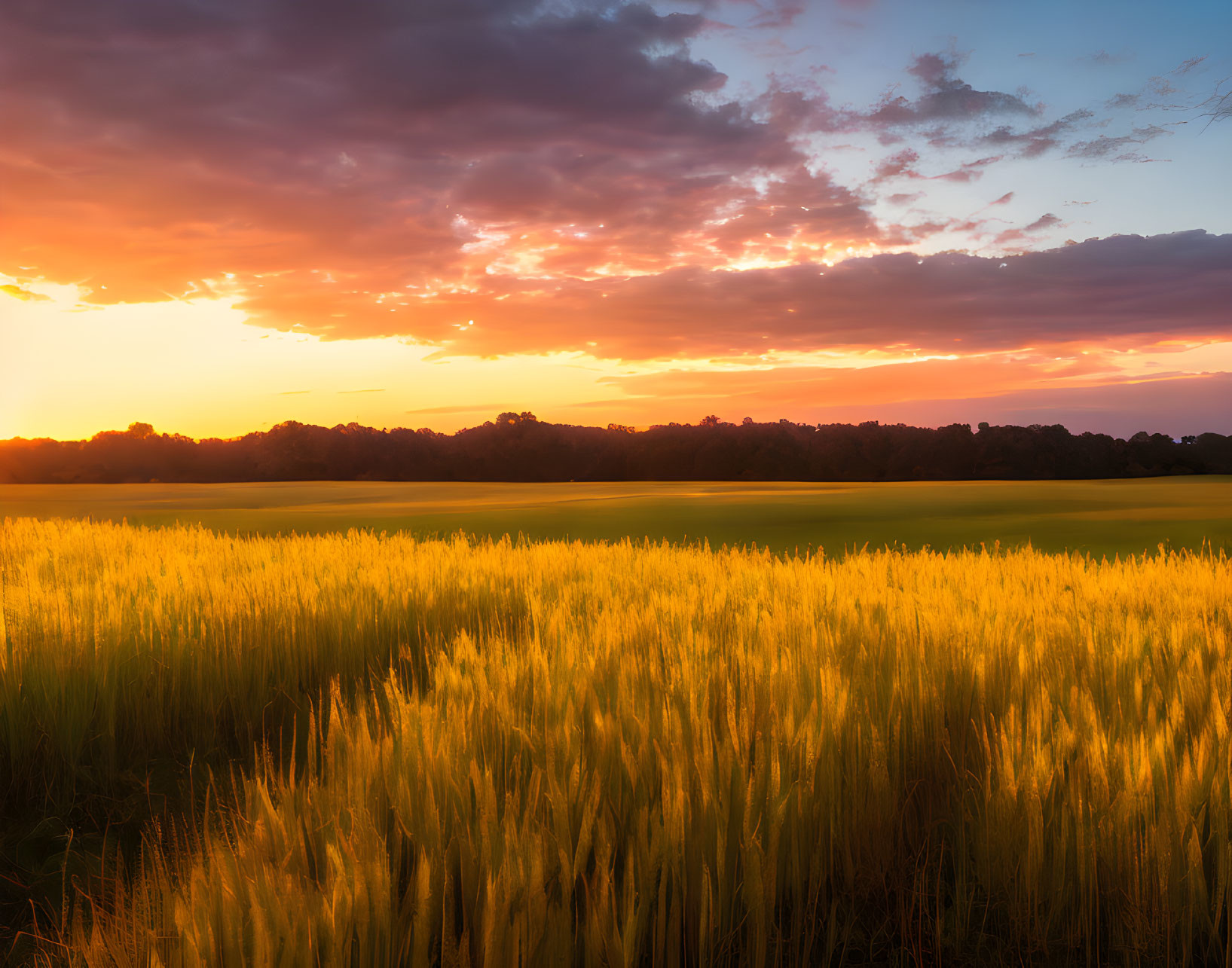 Fiery sunset over golden wheat field in tranquil countryside
