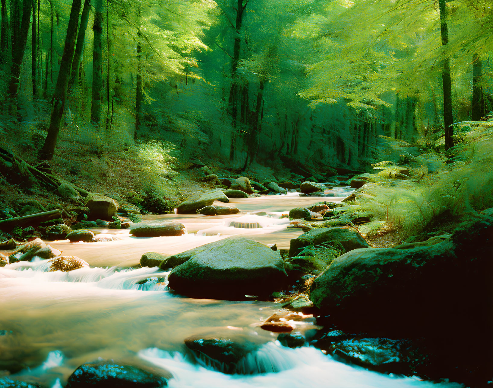 Tranquil forest stream with sunlit trees and moss-covered rocks