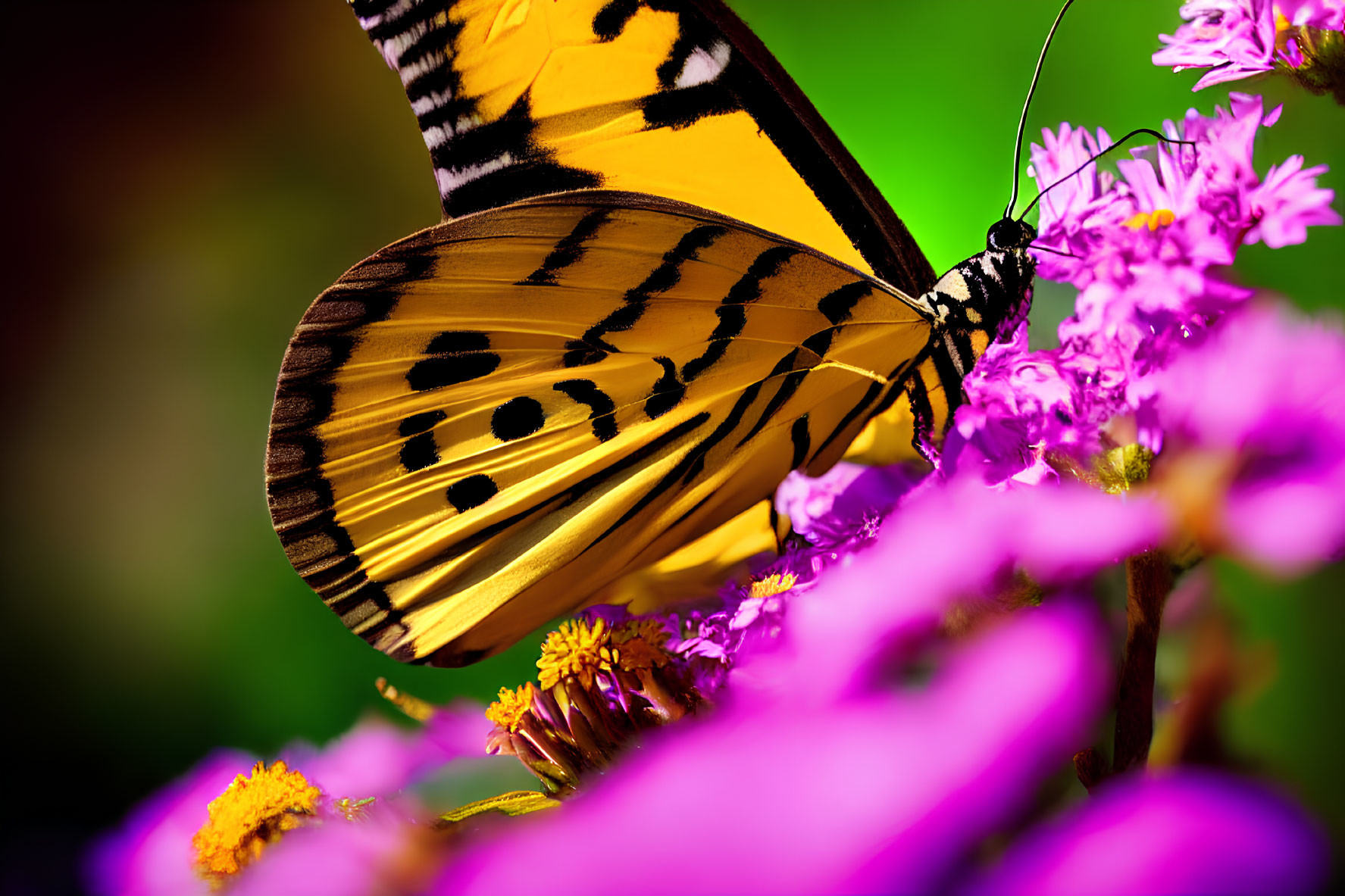 Yellow and Black Striped Butterfly on Pink Flowers with Green Background