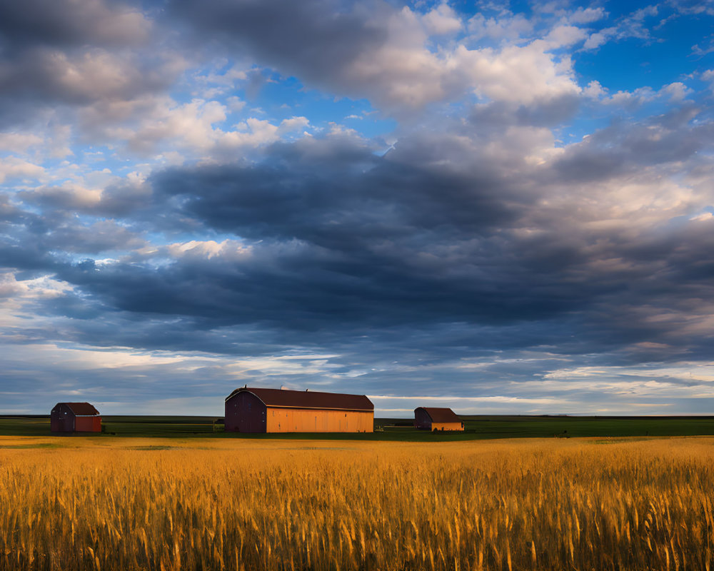 Rural landscape with golden wheat fields and red barns under dramatic sky