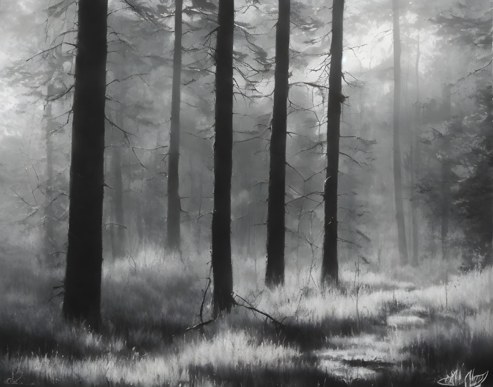 Monochrome forest with sunlight filtering through tall trees