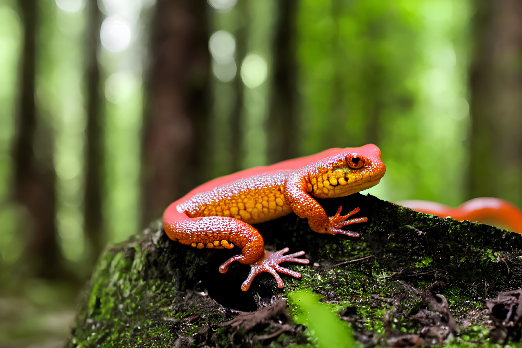 Vibrant orange salamander on mossy log in lush green forest