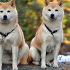 Shiba Inu dogs in colorful autumn forest with stream