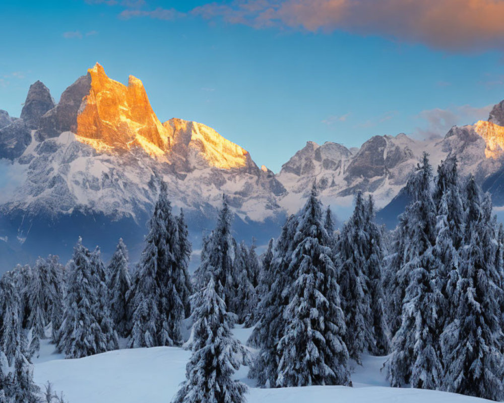 Snow-covered trees and sunlit mountain peaks under clear sky