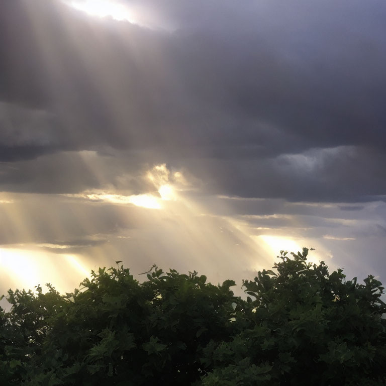 Sunlight through storm clouds on tree silhouettes