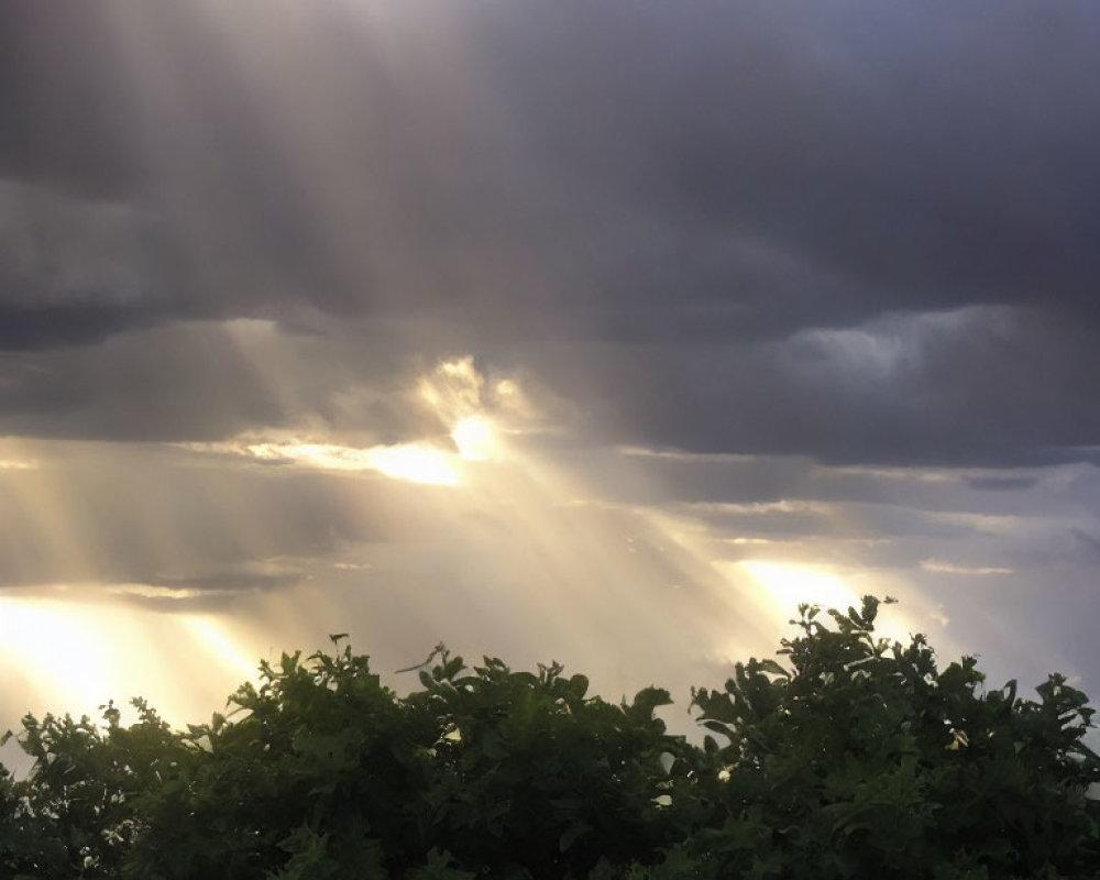 Sunlight through storm clouds on tree silhouettes