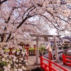 Cherry Blossoms Surround Red Bridge and Pagoda Buildings