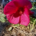 Large Pink Hibiscus Flower Illustration with Yellow Stamens & Green Leaves