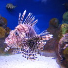 Colorful lionfish in coral reef with ocean backdrop and small fish