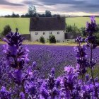 Colorful countryside scene with white house, green fields, lavender, and cloudy sky