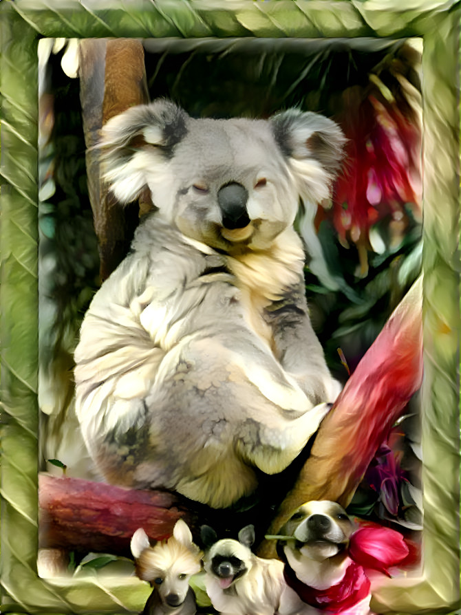 koala