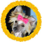 Adorable dog illustration with big eyes, floppy ears, pink bow, and yellow feathery frame