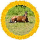 Colorful meadow scene with brown horse and flowers in heart-shaped wreath