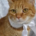 Orange Tabby Cat with Blue Eyes Holding White Object in Soft Blue and Pink Background